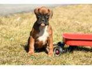 Boxer Puppy for sale in Lebanon, PA, USA