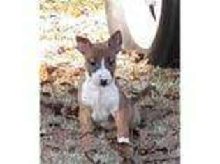 Bull Terrier Puppy for sale in Roanoke, AL, USA