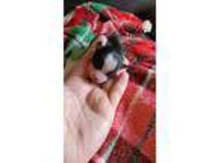 Miniature Australian Shepherd Puppy for sale in La Vergne, TN, USA