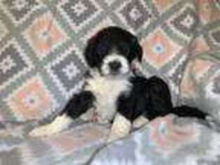 Portuguese Water Dog Puppy for sale in Weston, ID, USA
