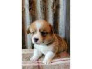 Pembroke Welsh Corgi Puppy for sale in Lake Charles, LA, USA