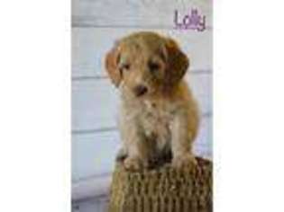 Labradoodle Puppy for sale in Waco, TX, USA
