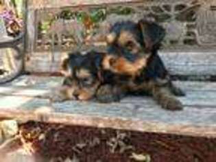 Yorkshire Terrier Puppy for sale in Saint Peters, MO, USA