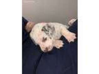 Dalmatian Puppy for sale in Plainview, TX, USA