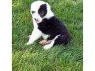 Old English Sheepdog Puppy for sale in Madison, WI, USA