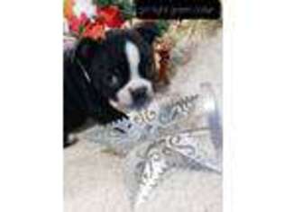 Boston Terrier Puppy for sale in Carrollton, TX, USA