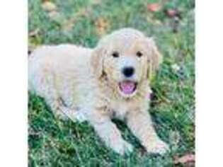 Goldendoodle Puppy for sale in West Berlin, NJ, USA