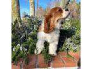 Cavalier King Charles Spaniel Puppy for sale in Hesperia, CA, USA