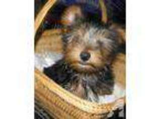 Yorkshire Terrier Puppy for sale in NAUVOO, AL, USA