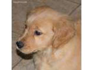 Golden Retriever Puppy for sale in La Follette, TN, USA