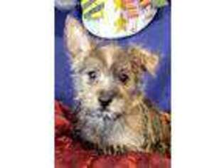 Cairn Terrier Puppy for sale in Park Rapids, MN, USA