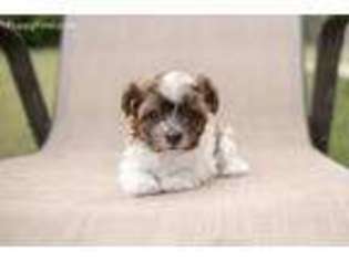 Havanese Puppy for sale in Tabor, SD, USA