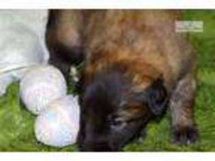 Belgian Tervuren Puppy for sale in Madison, WI, USA