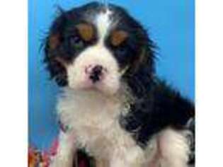Cavalier King Charles Spaniel Puppy for sale in Sawyer, OK, USA