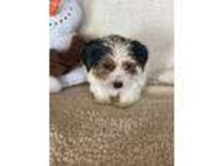 Biewer Terrier Puppy for sale in Brainerd, MN, USA