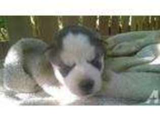 Siberian Husky Puppy for sale in MANASSAS, VA, USA