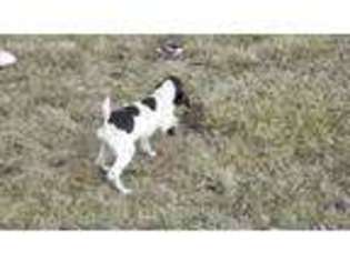 German Shorthaired Pointer Puppy for sale in Odell, IL, USA