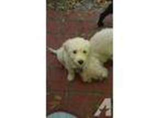 Labradoodle Puppy for sale in INVERNESS, FL, USA