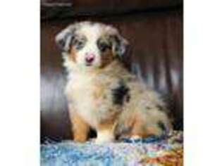 Miniature Australian Shepherd Puppy for sale in Macon, MS, USA