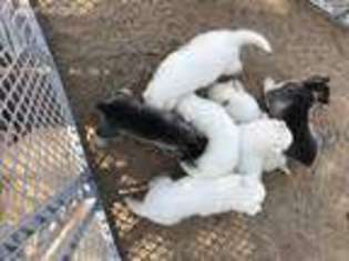Siberian Husky Puppy for sale in Ridgecrest, CA, USA