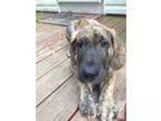 Great Dane Puppy for sale in WILLIAMSTOWN, PA, USA