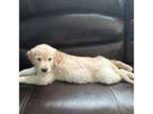 Golden Retriever Puppy for sale in Bethlehem, GA, USA