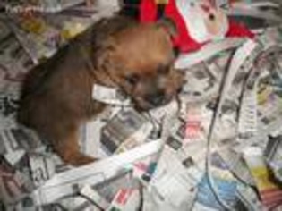 Norwich Terrier Puppy for sale in Necedah, WI, USA
