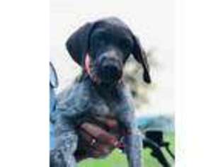 German Shorthaired Pointer Puppy for sale in Madison, FL, USA