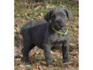 Cane Corso Puppy for sale in Longmont, CO, USA