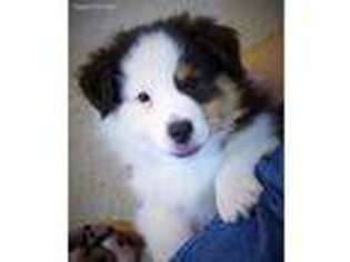 Australian Shepherd Puppy for sale in Red Oak, TX, USA