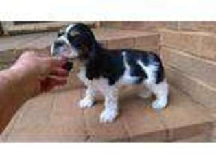 Cocker Spaniel Puppy for sale in Rutherfordton, NC, USA