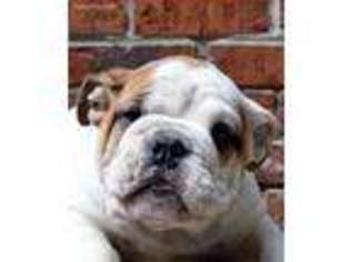 Bulldog Puppy for sale in Pomfret, MD, USA