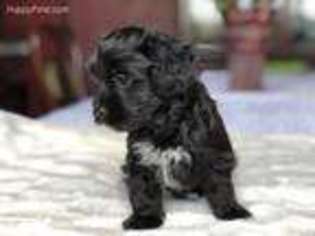 Havanese Puppy for sale in Crowley, TX, USA