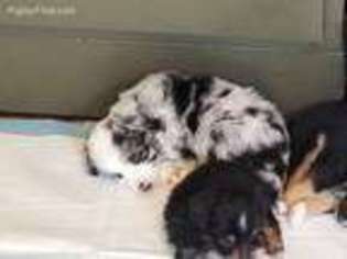 Miniature Australian Shepherd Puppy for sale in New Meadows, ID, USA