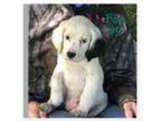 English Setter Puppy for sale in Gibbon, MN, USA