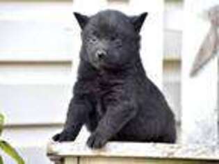 Schipperke Puppy for sale in Gap, PA, USA