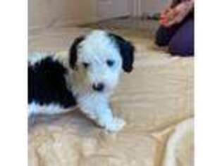 Mutt Puppy for sale in Fairplay, CO, USA