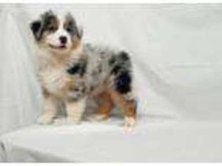 Australian Shepherd Puppy for sale in Carson City, MI, USA