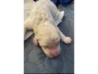 Goldendoodle Puppy for sale in Averill Park, NY, USA