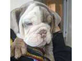 Bulldog Puppy for sale in Auburn, WA, USA