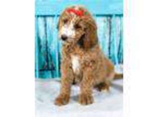 Goldendoodle Puppy for sale in Sioux Falls, SD, USA