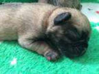 Pug Puppy for sale in Asher, OK, USA