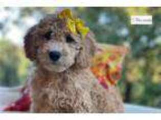 Mutt Puppy for sale in Little Rock, AR, USA