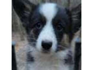 Cardigan Welsh Corgi Puppy for sale in Dittmer, MO, USA