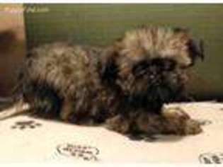 Brussels Griffon Puppy for sale in Ossian, IN, USA
