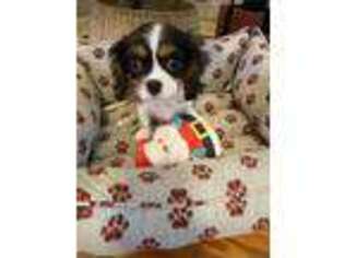 Cavalier King Charles Spaniel Puppy for sale in Danville, IN, USA