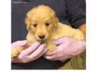 Golden Retriever Puppy for sale in Santa Barbara, CA, USA