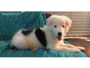 Border Collie Puppy for sale in Friendswood, TX, USA