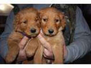 Goldendoodle Puppy for sale in Rose Bud, AR, USA