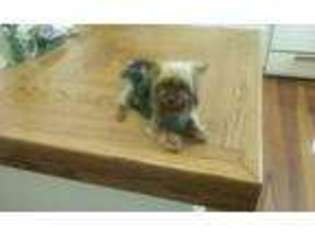 Yorkshire Terrier Puppy for sale in Walterboro, SC, USA